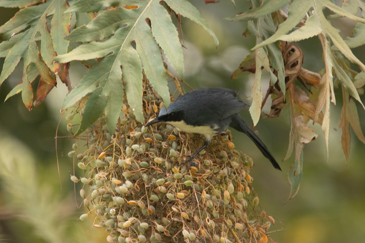 Blue-and-white Mockingbird - ML642235158