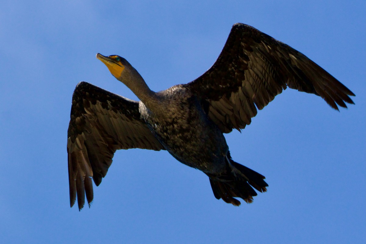 Double-crested Cormorant - ML642235159