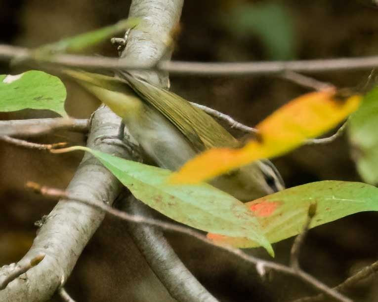Red-eyed Vireo - ML642235196