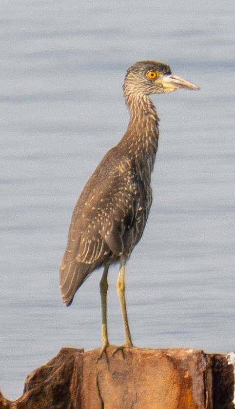 Yellow-crowned Night Heron - ML642235230