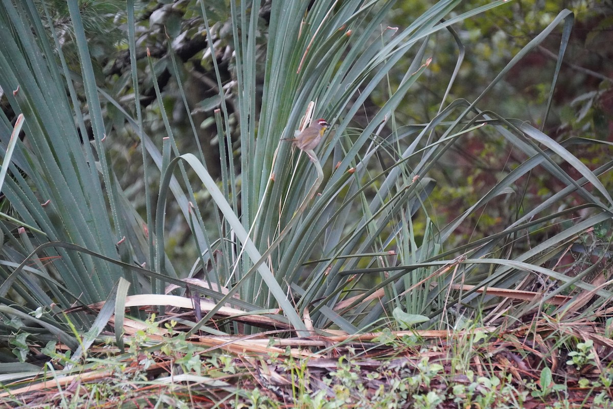 Rufous-capped Warbler - ML642235239