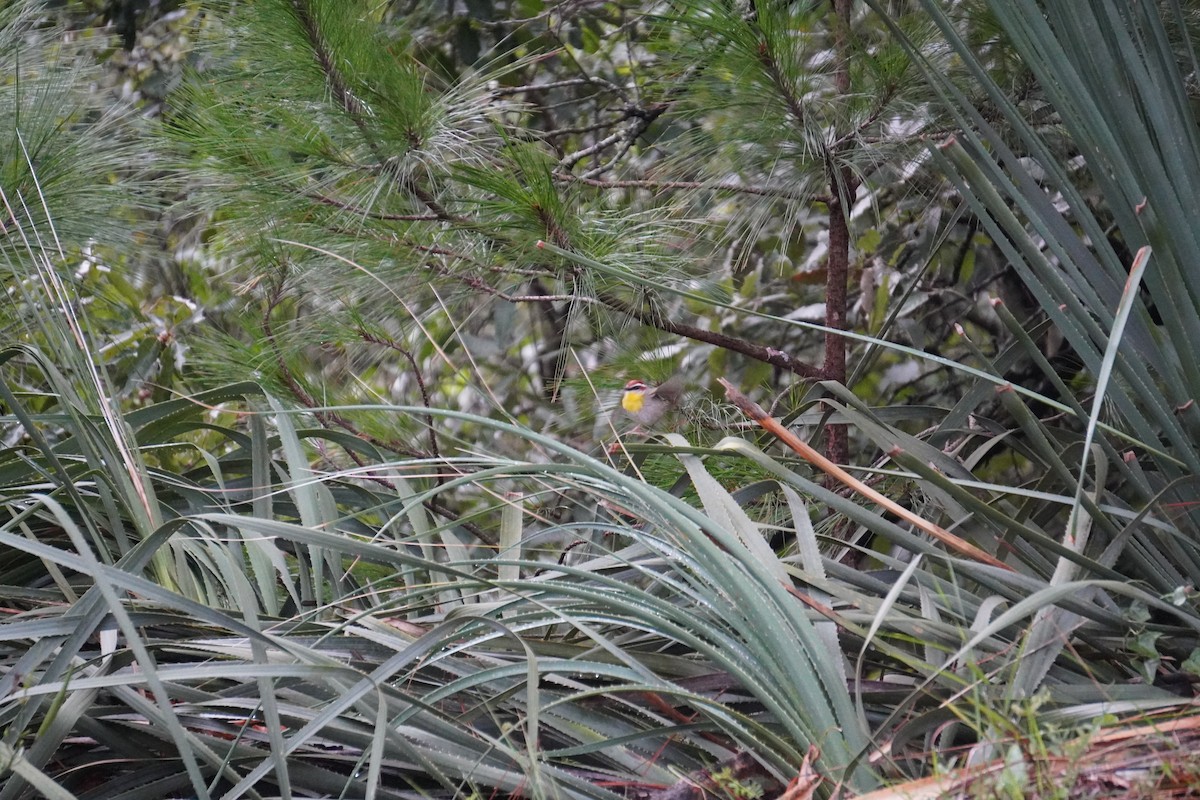 Rufous-capped Warbler - ML642235240