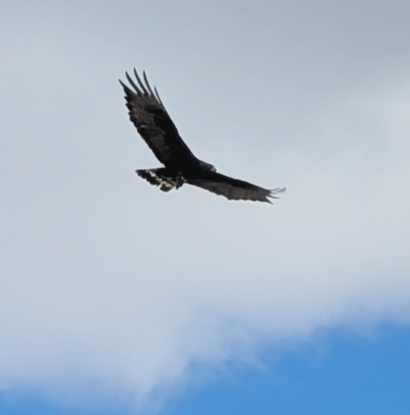 Zone-tailed Hawk - ML642235244