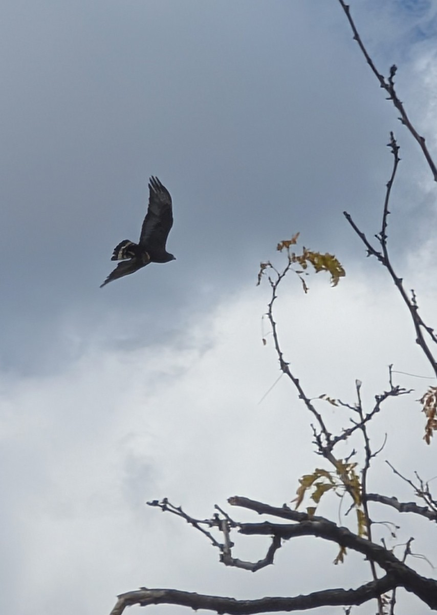Zone-tailed Hawk - ML642235245