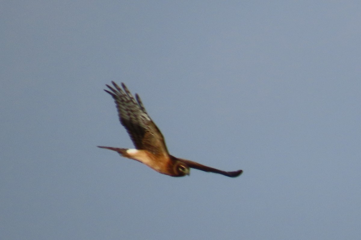Northern Harrier - ML642235248