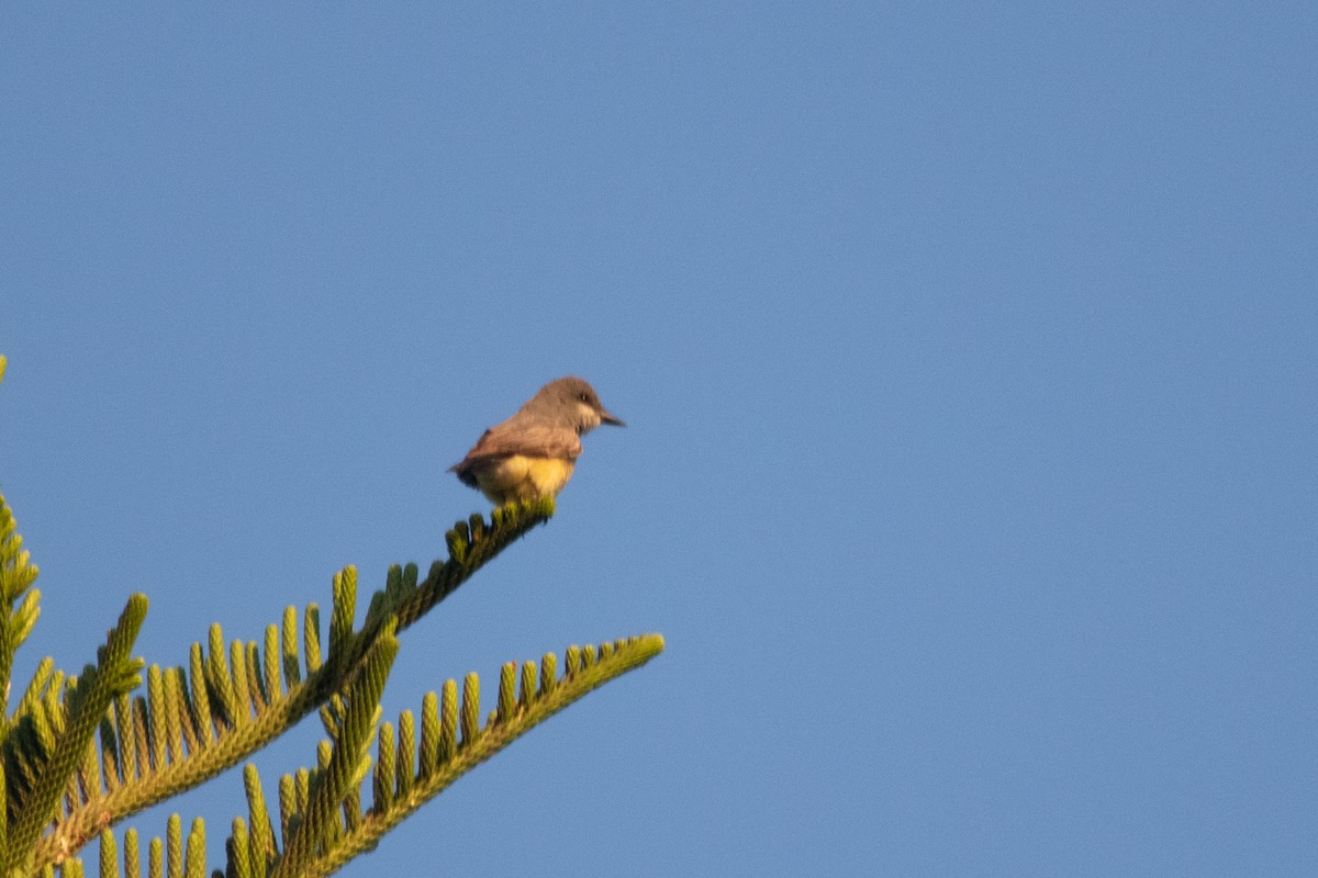Cassin's Kingbird - ML642235252