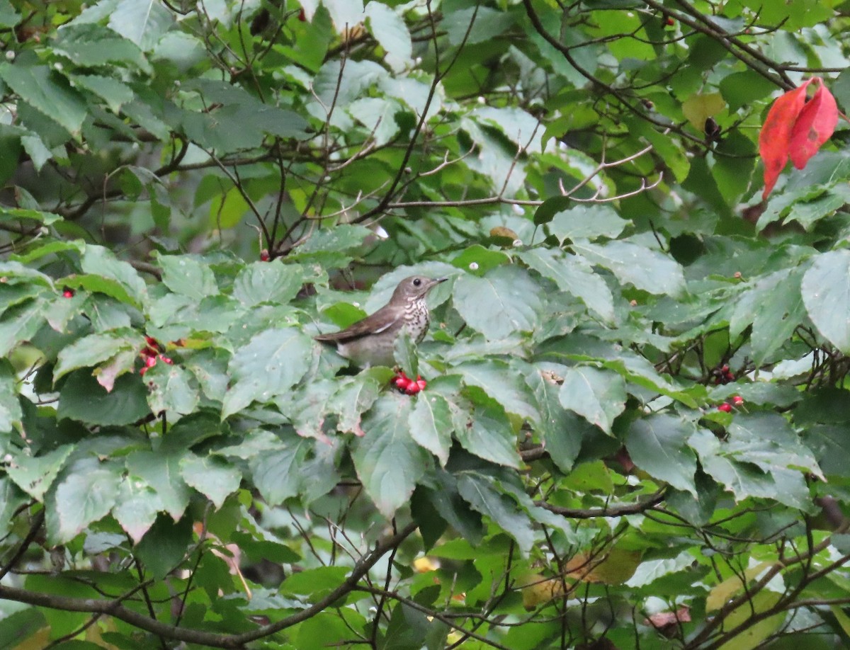 Gray-cheeked Thrush - ML642235279
