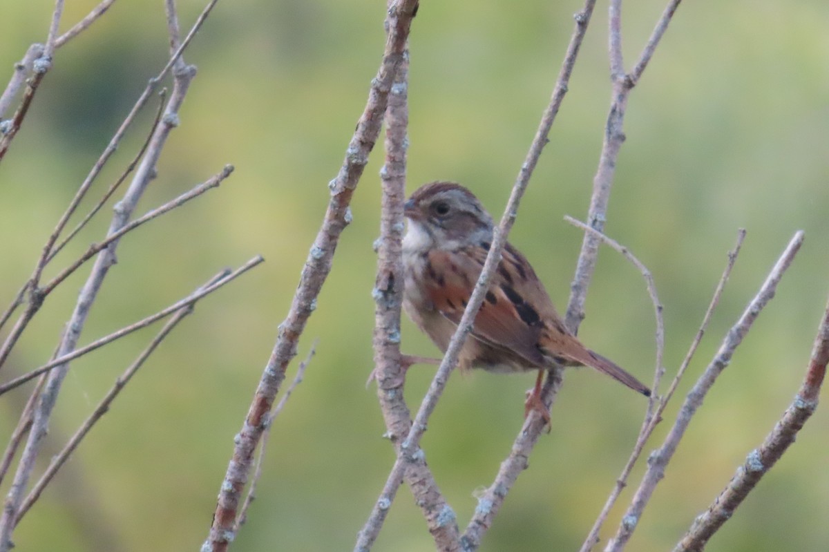 Swamp Sparrow - ML642235282