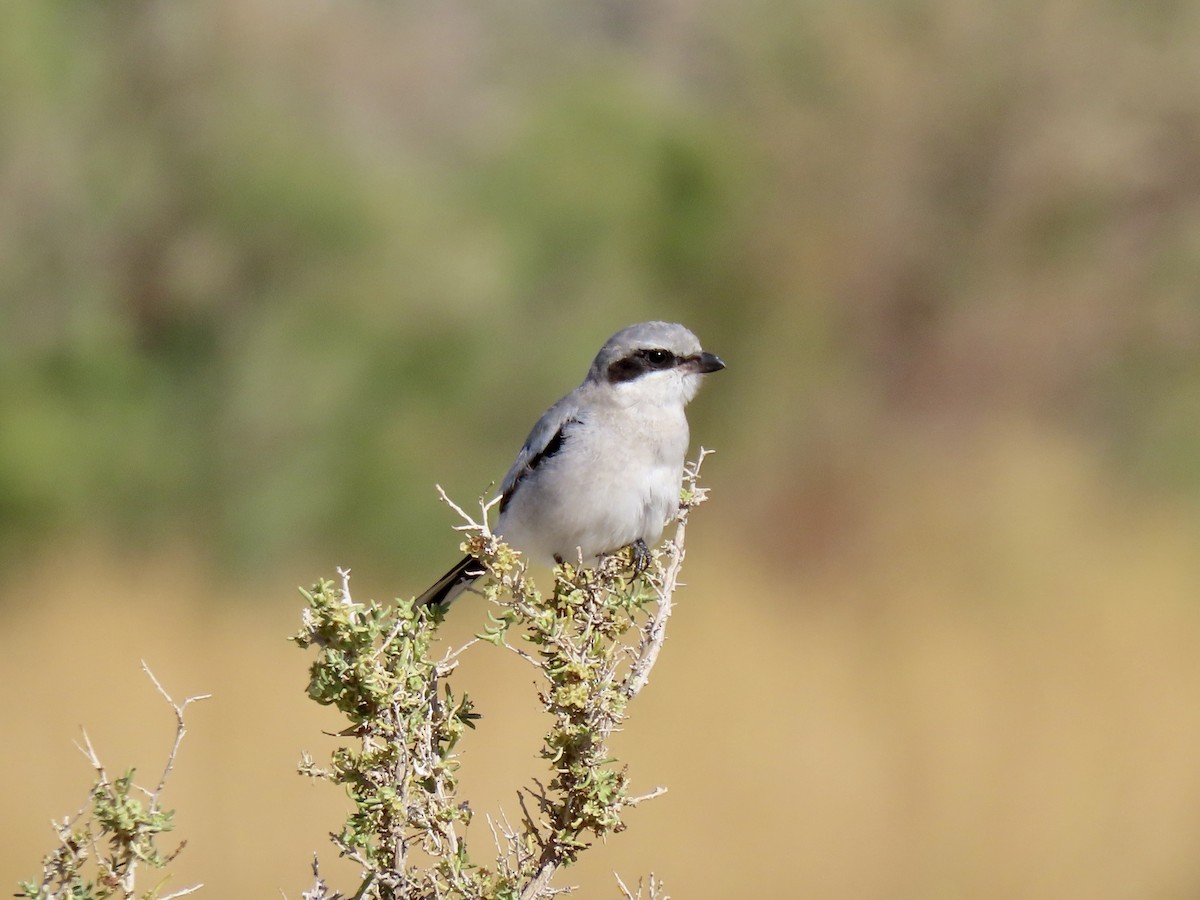 Loggerhead Shrike - ML642235285