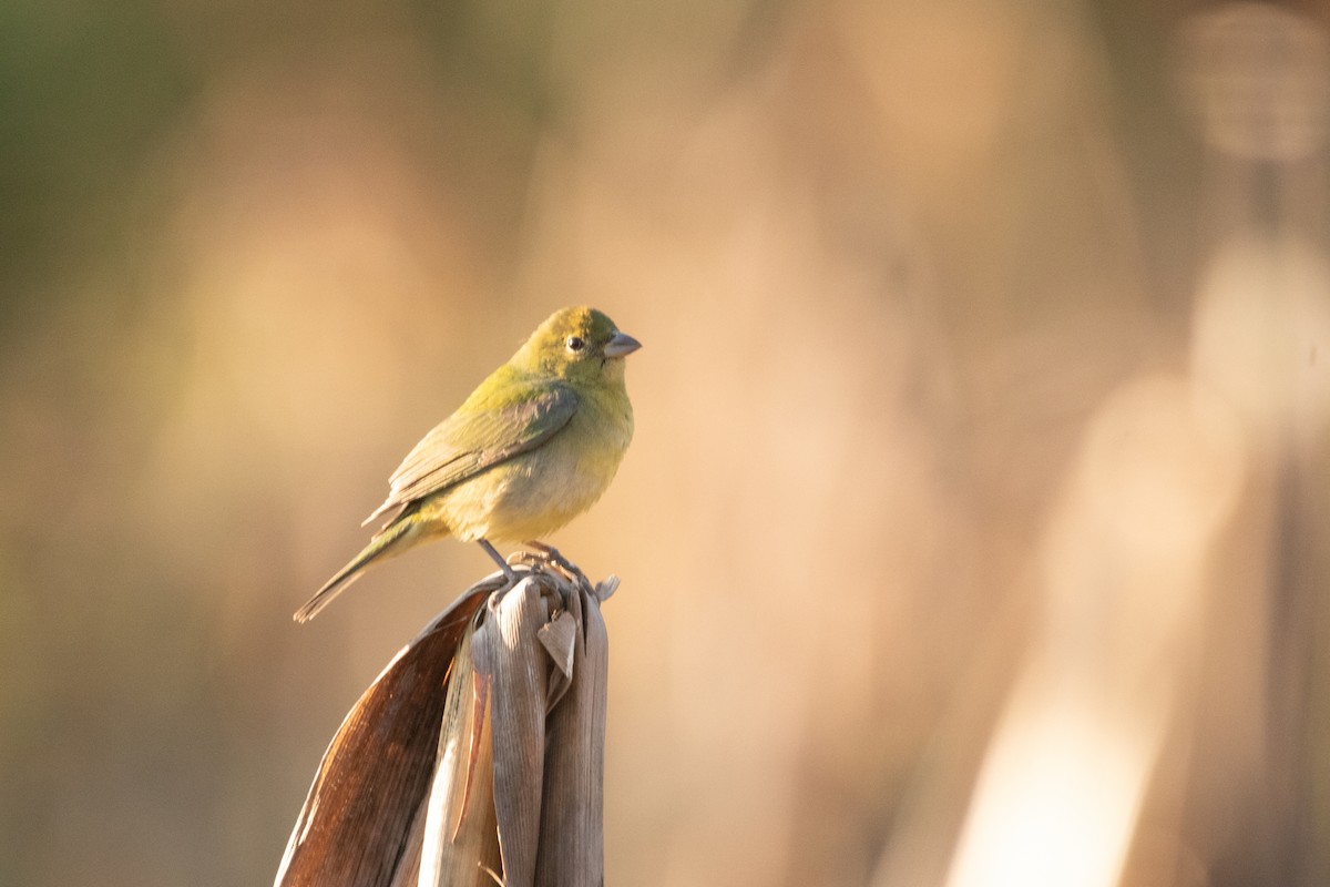 Painted Bunting - ML642235288