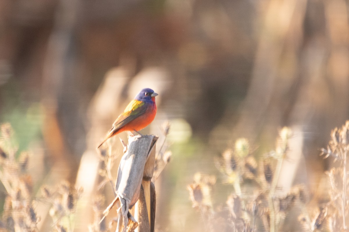 Painted Bunting - ML642235289