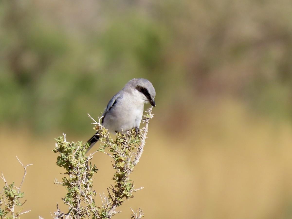 Loggerhead Shrike - ML642235290