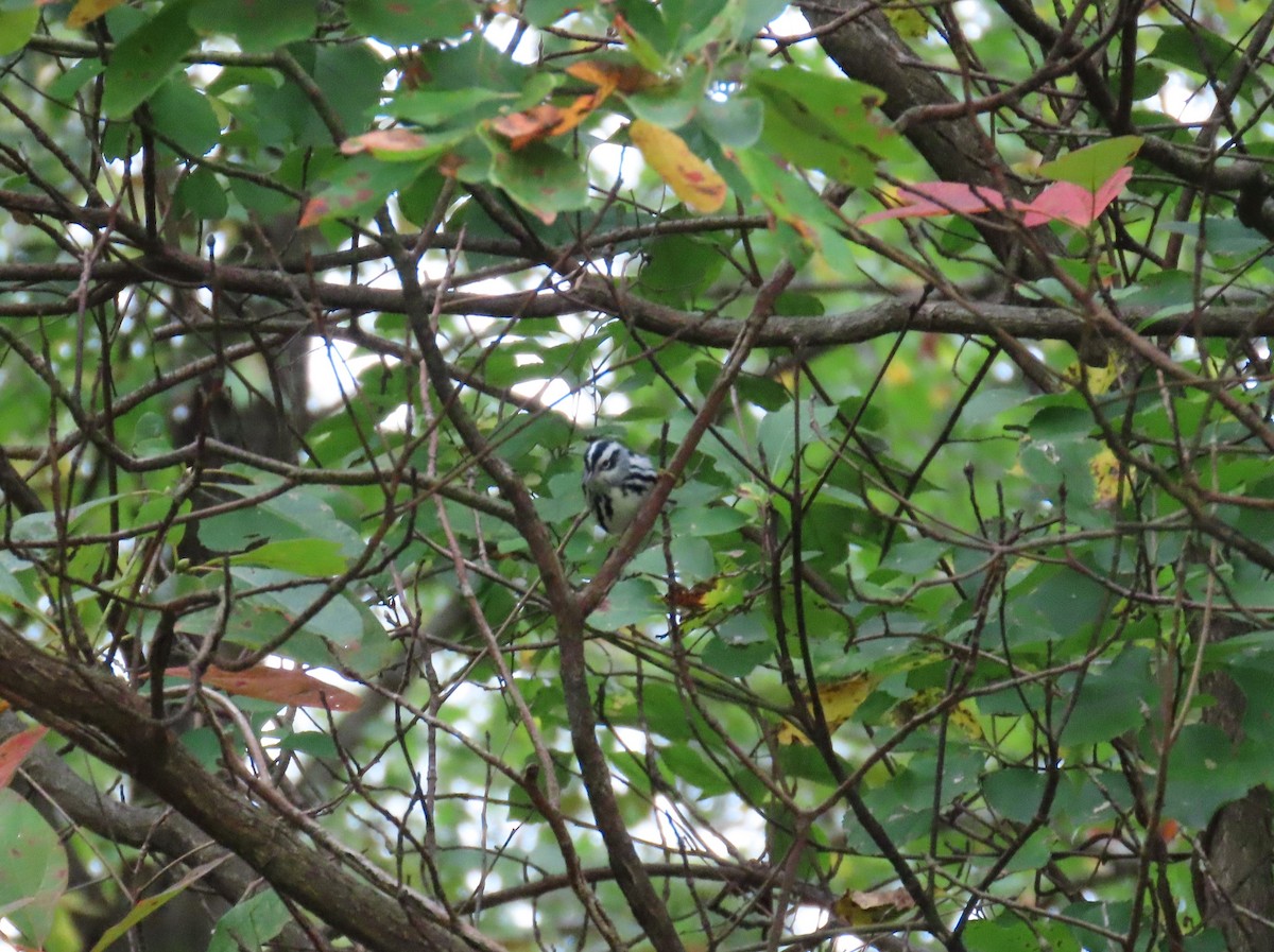 Black-and-white Warbler - ML642235291
