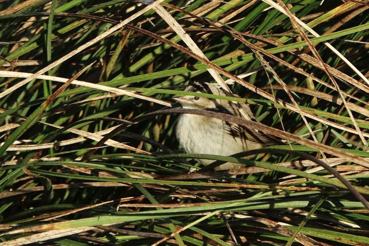 Sedge Warbler - ML642235292