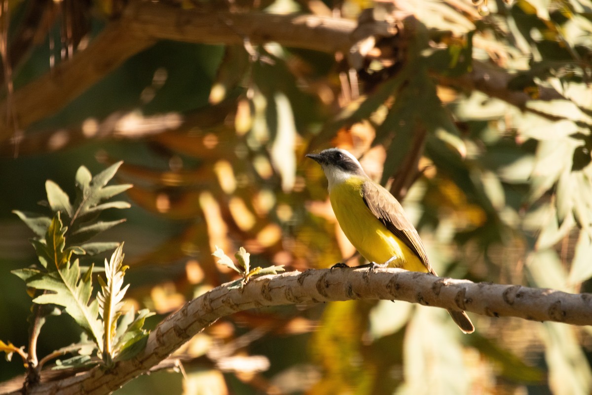 Social Flycatcher - ML642235297