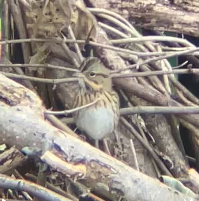 Lincoln's Sparrow - ML642235300