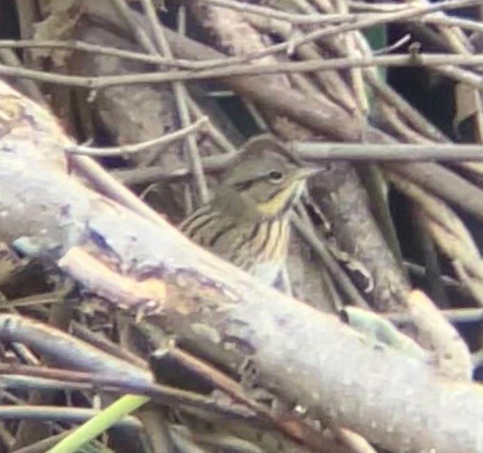 Lincoln's Sparrow - ML642235301