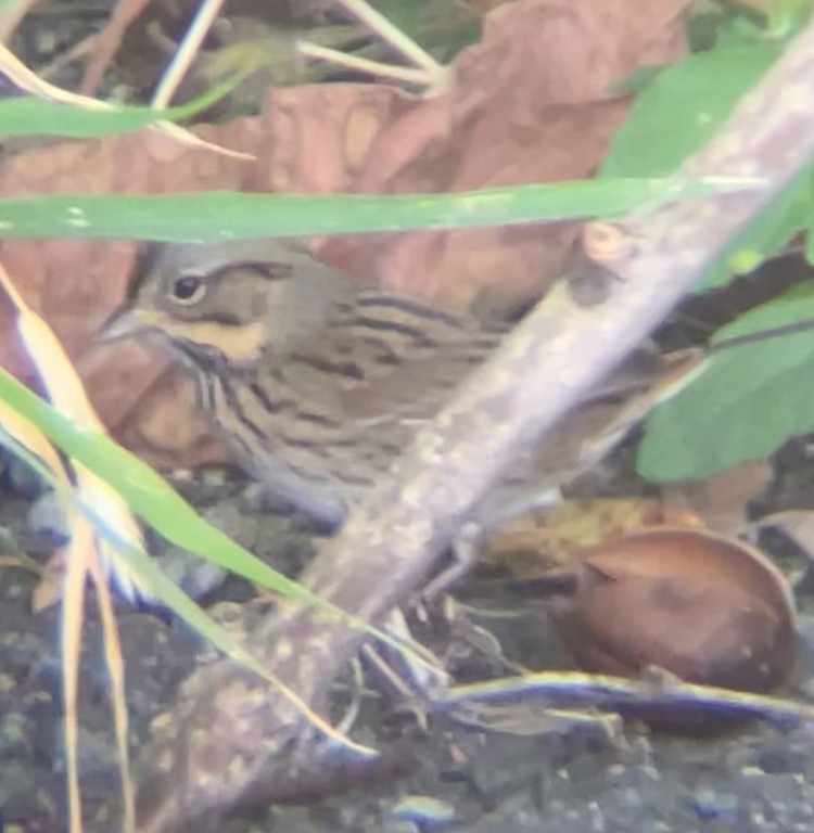 Lincoln's Sparrow - ML642235303