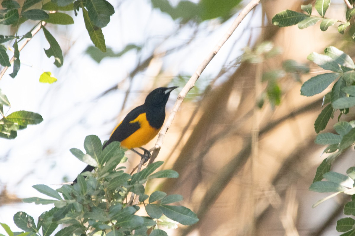 Black-vented Oriole - ML642235304