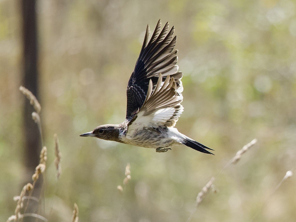 Red-headed Woodpecker - ML642235311