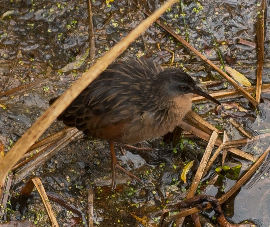 Virginia Rail - ML642235338