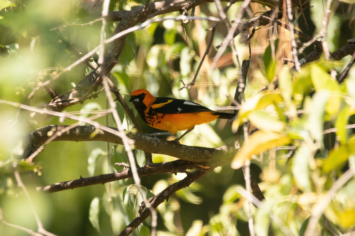 Spot-breasted Oriole - ML642235349