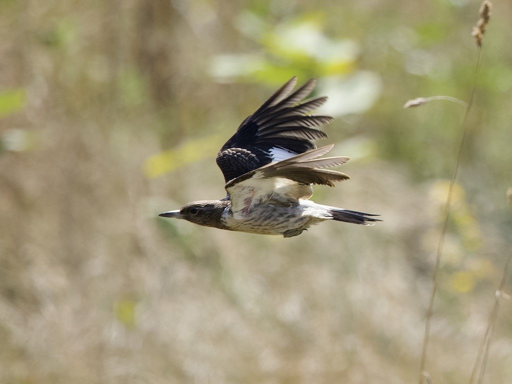 Red-headed Woodpecker - ML642235356