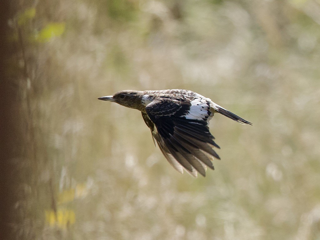 Red-headed Woodpecker - ML642235364