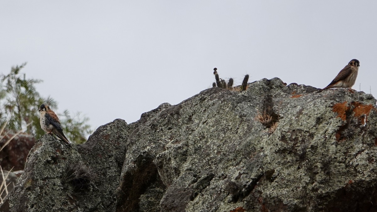 American Kestrel - ML642235390