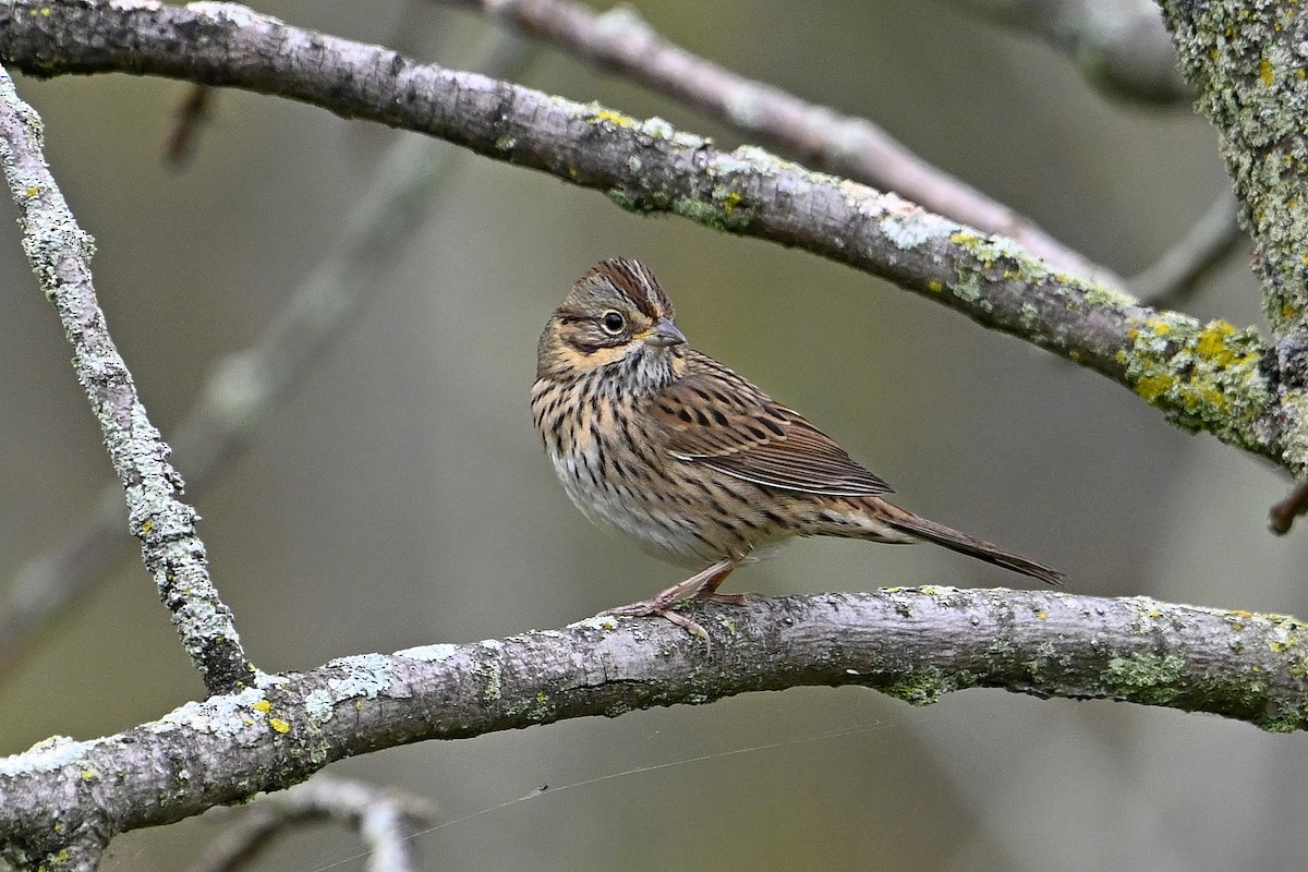 Lincoln's Sparrow - ML642235398