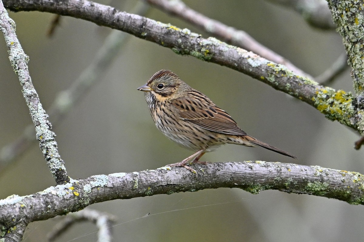 Lincoln's Sparrow - ML642235406