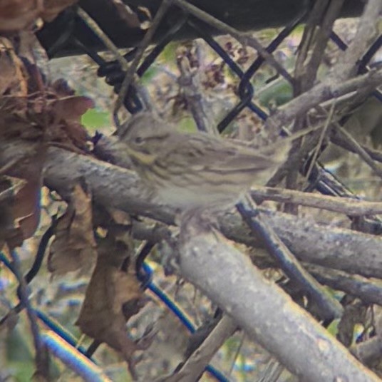Lincoln's Sparrow - ML642235424
