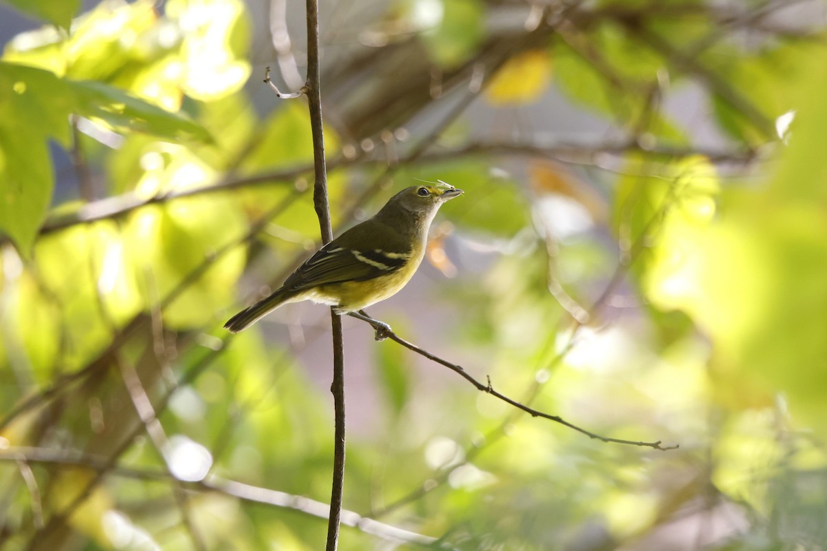 White-eyed Vireo - ML642235425