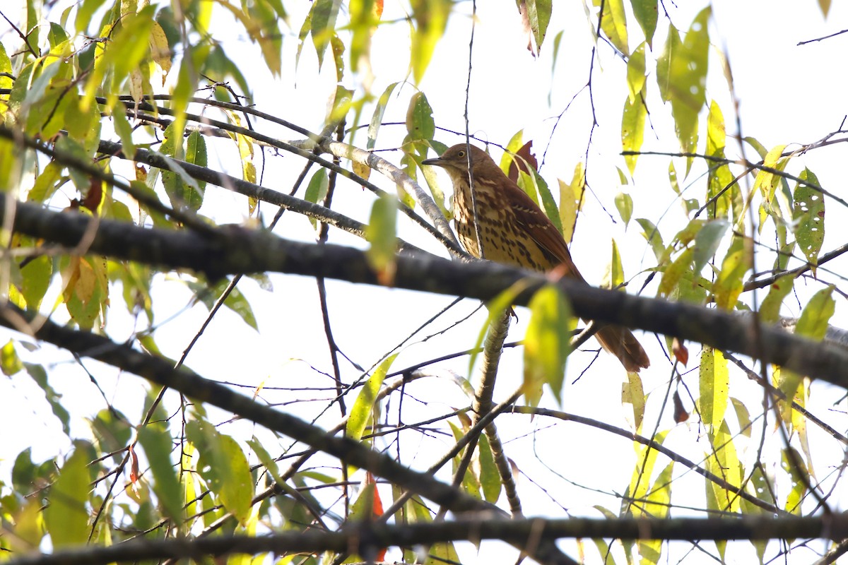 Brown Thrasher - ML642235456