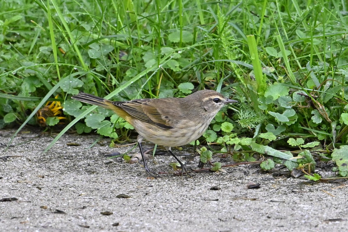 Palm Warbler - ML642235460
