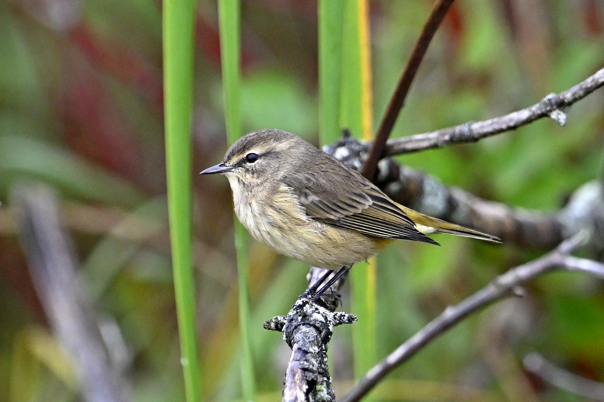 Palm Warbler - ML642235469