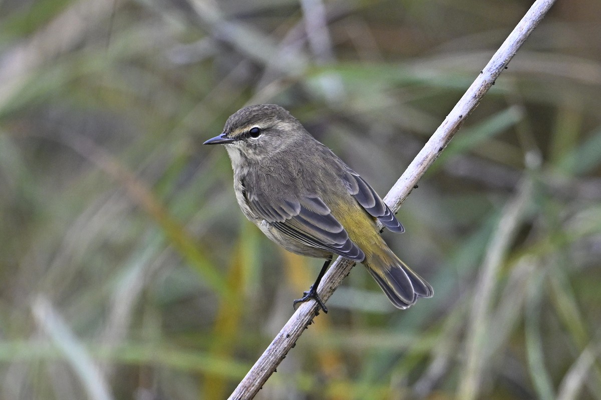 Palm Warbler - ML642235476