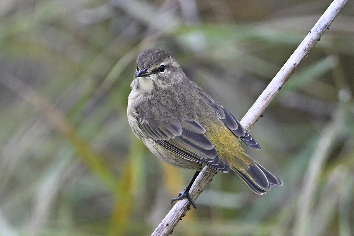 Palm Warbler - ML642235482