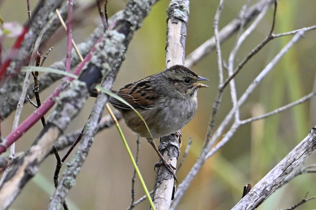 Swamp Sparrow - ML642235491