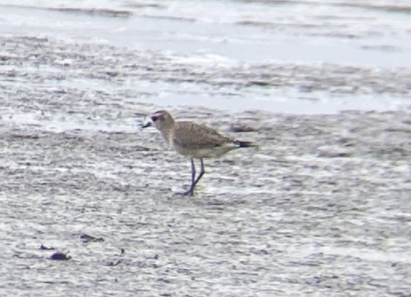 American Golden-Plover - ML642235493