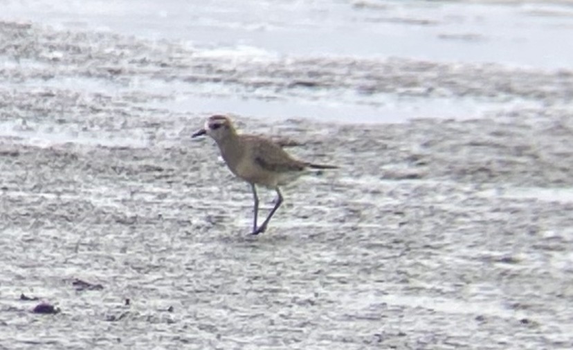 American Golden-Plover - ML642235494