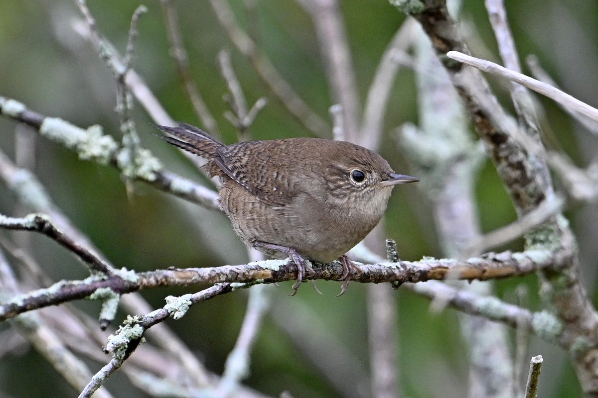 Northern House Wren - ML642235509