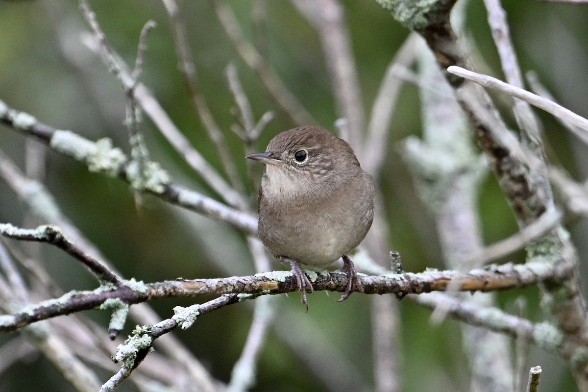 Northern House Wren - ML642235519