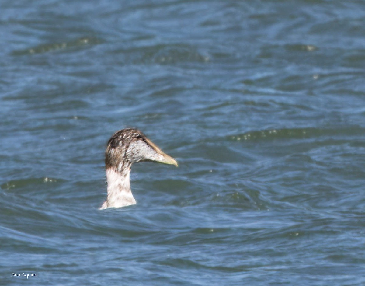 Common Eider - ML642235520