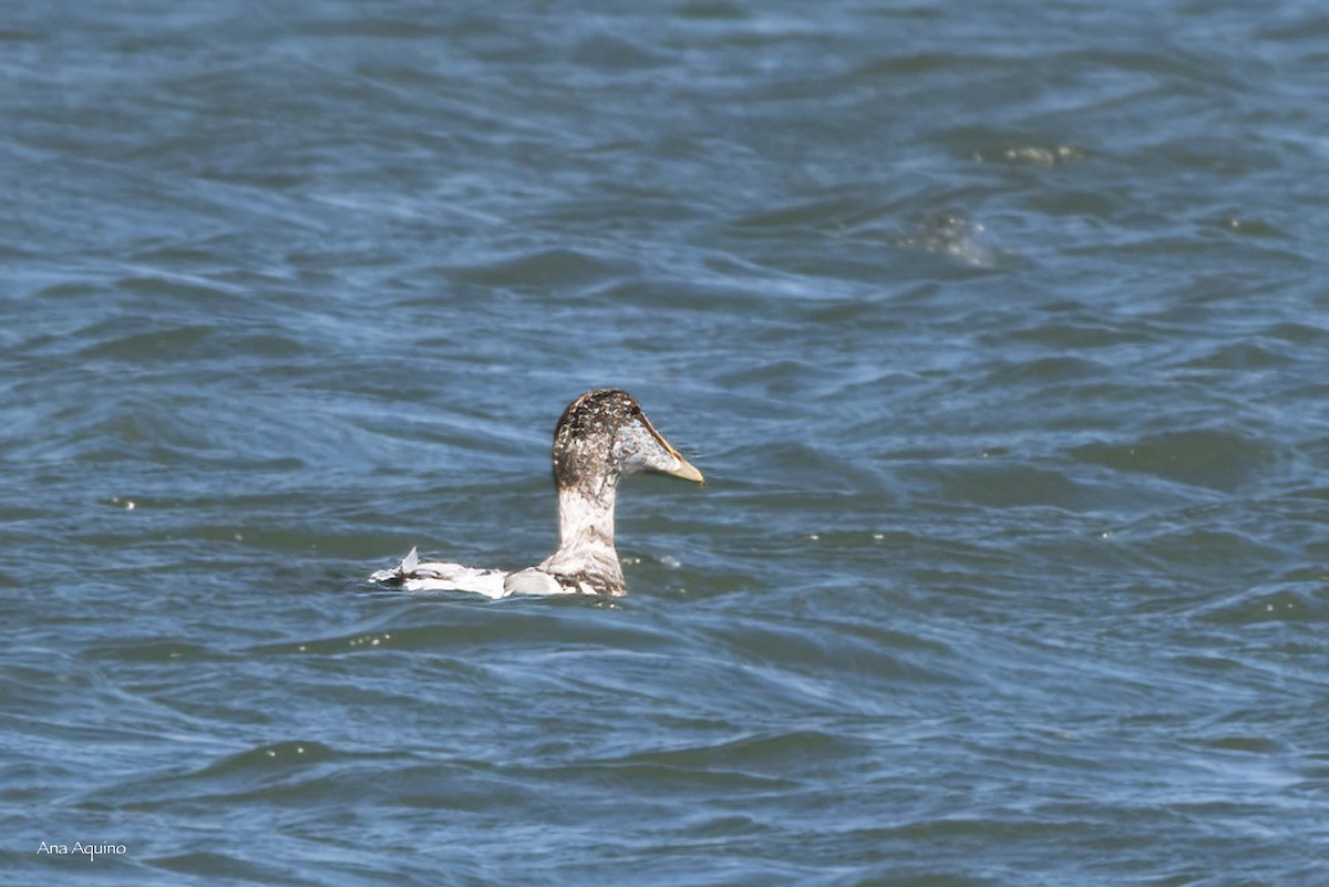 Common Eider - ML642235521