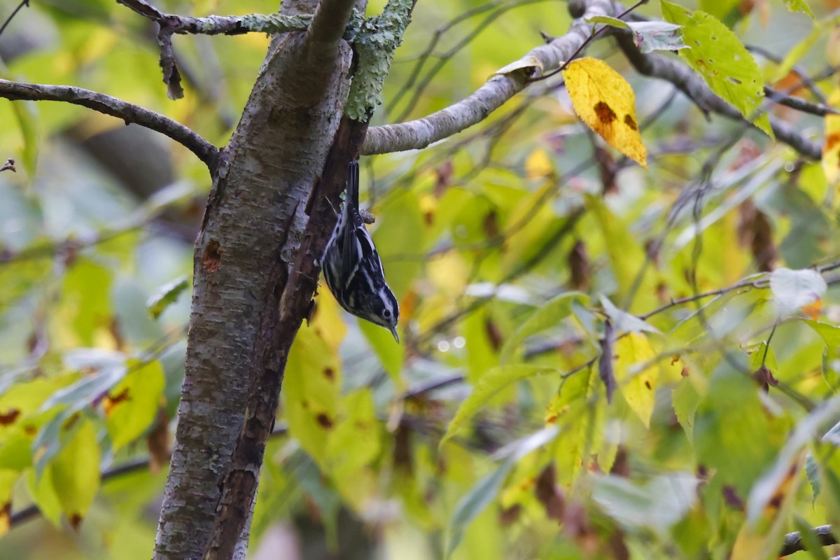 Black-and-white Warbler - ML642235531