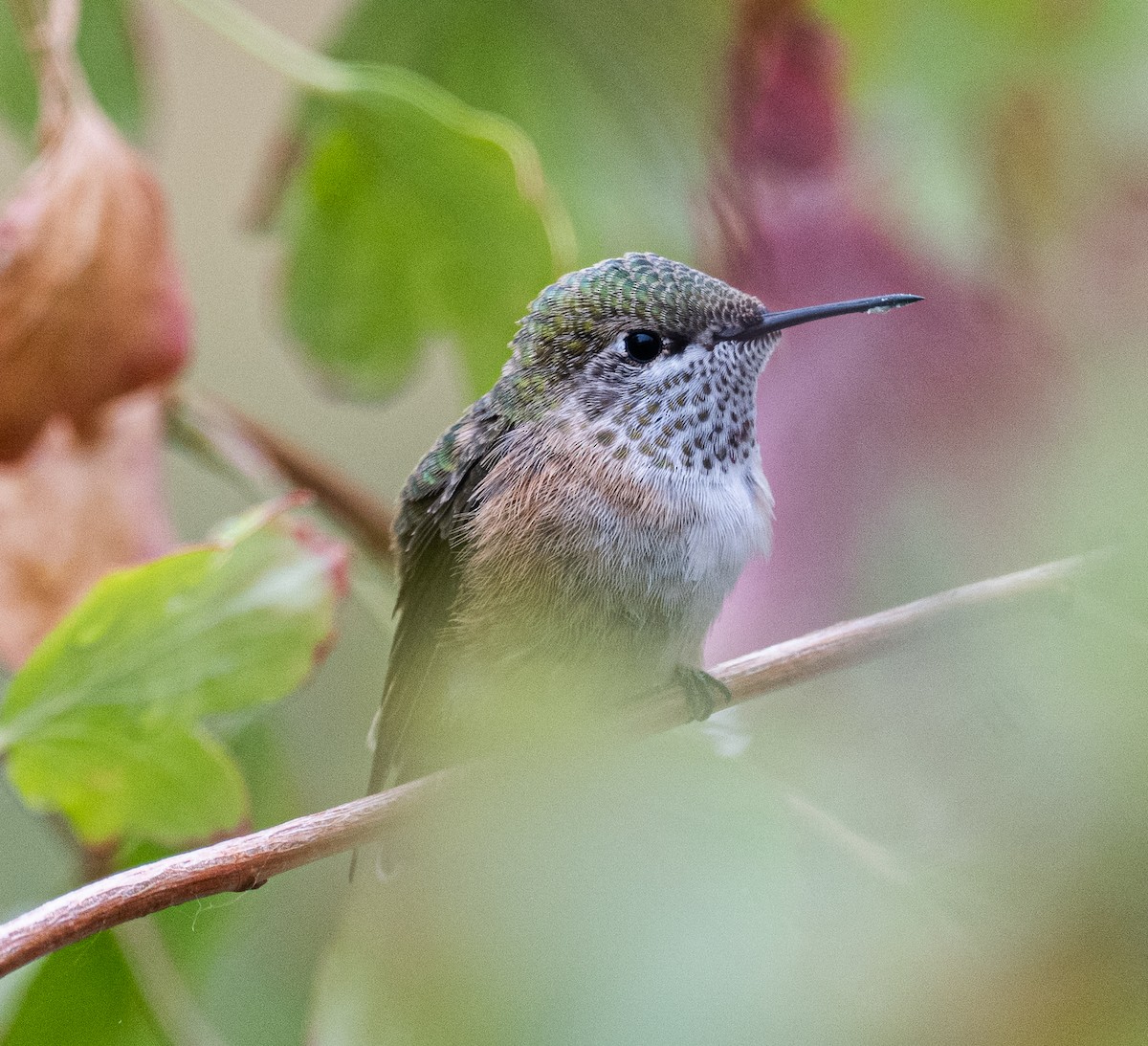 Calliope Hummingbird - ML642235535