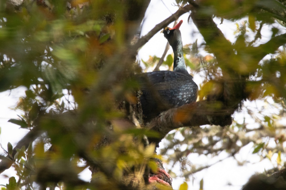 Horned Guan - ML642235540