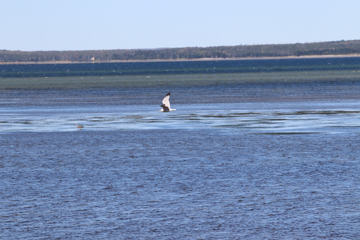 Ring-billed Gull - ML642235544