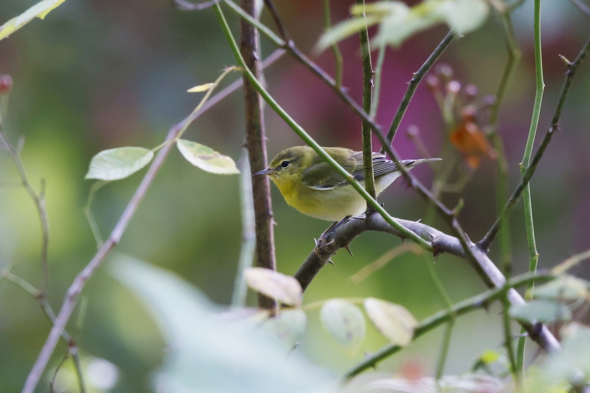 Tennessee Warbler - ML642235559